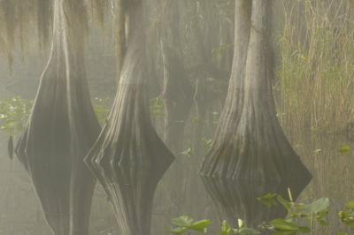 Cypress in Foggy St Johns River