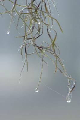 2/11/05 - Spanish Moss & Dewdrops