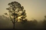 Ocala Forest Sunrise