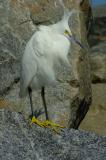 Snowy Egret (breeding plumage)