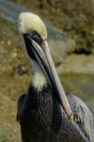 Brown Pelican