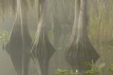 Cypress in Foggy St Johns River