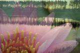 Composite - Lily Pond