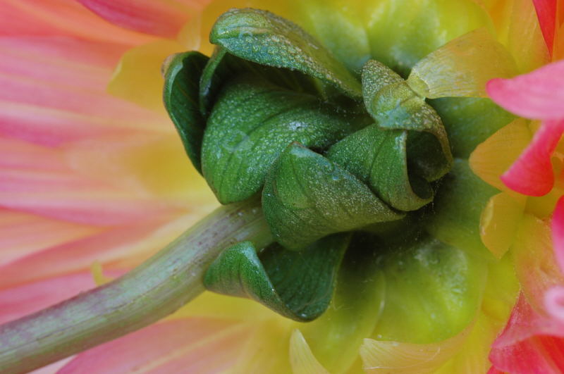 9/23/04 - Dahlia