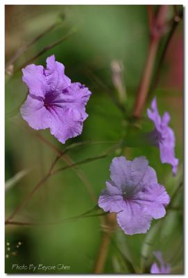 DSC_0771A.jpg