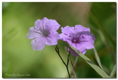 DSC_0773A.jpg