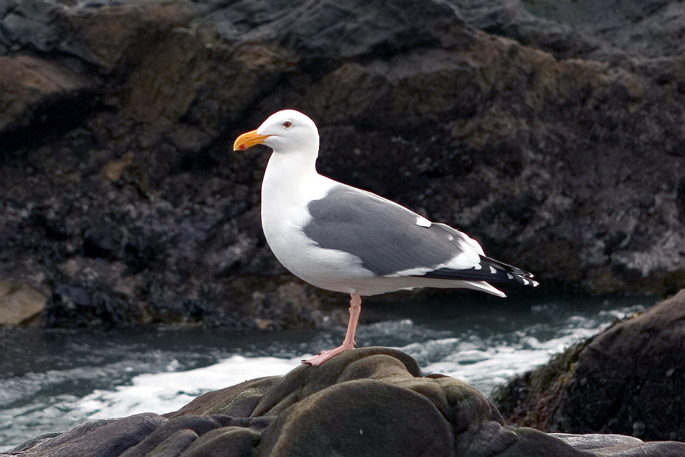 Seagull