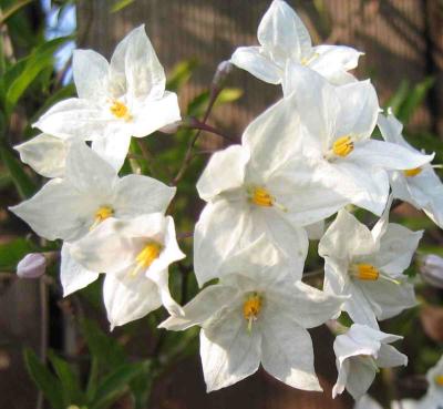 White Flowers.JPG