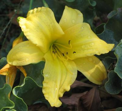 Yellow Flower 2.jpg