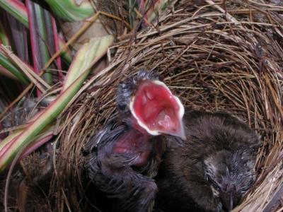Chicks
