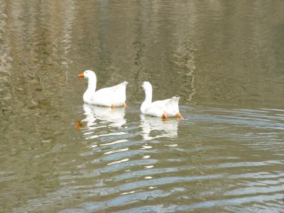 Domestic Geese