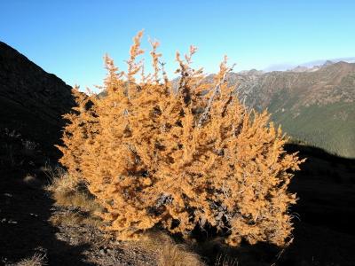 Larch Tree and Pasayten