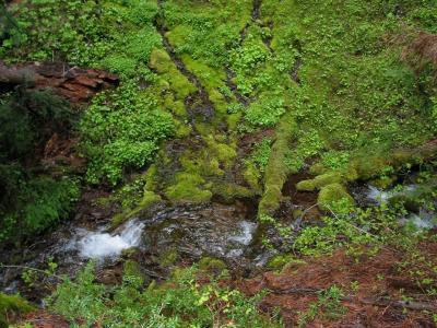 Lush Wash Creek