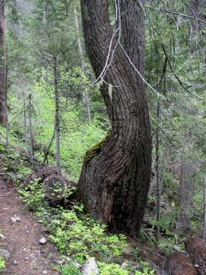 Crooked Tree