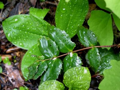 Wet Leaves