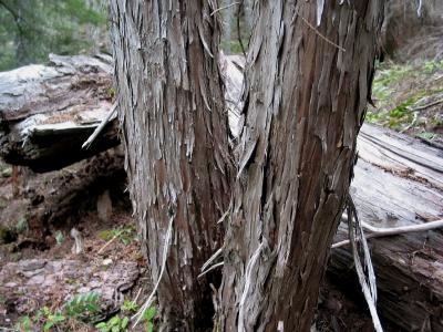 Peeling Tree Bark