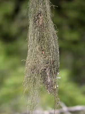 Greenery Hanging from a Tree