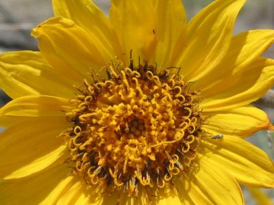 Yellow Flower Closeup