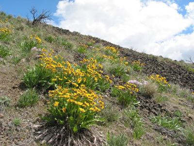 Hillside with Flowers
