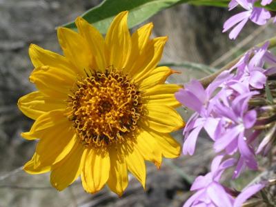 Yellow Flower with Phlox