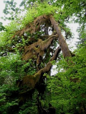Brown and Green Tree
