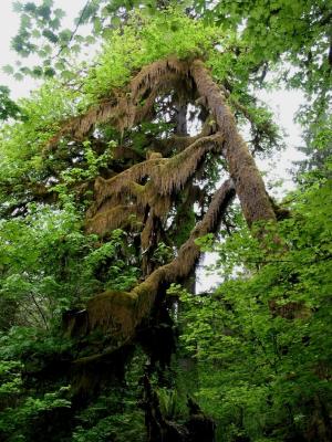 Brown and Green Tree