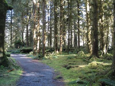 Path through Forest