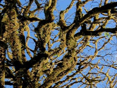 Tree Covered in Moss