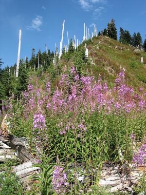 Wildflowers and Silver Snags