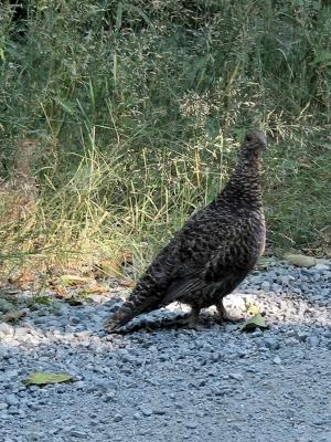 Two Birds, One on Stones, One in the Bush