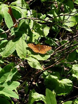 Orange Butterfly