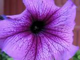 Purple Flower