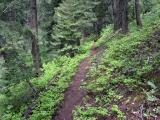 Forest Trail Ascending