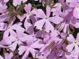 Purple Phlox