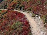 Trail Amid Hillside Foliage