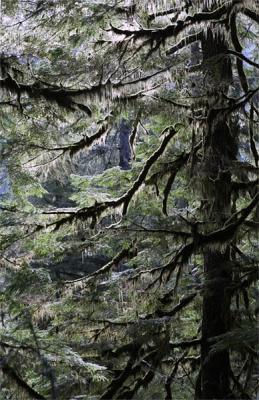 Lichen Magic