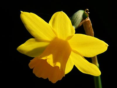 Backlit Daffodil