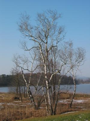 Group of Birch Trees