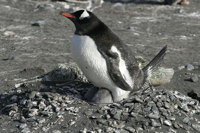 Nesting Gentoo 0833