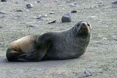 Seal 0835
