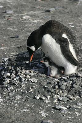 Nesting Gentoo 0899