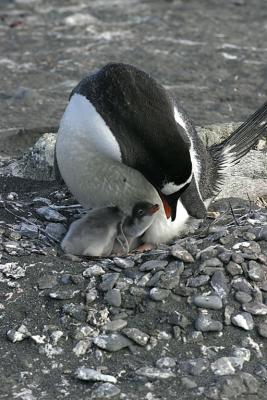 Nesting Gentoo 0906