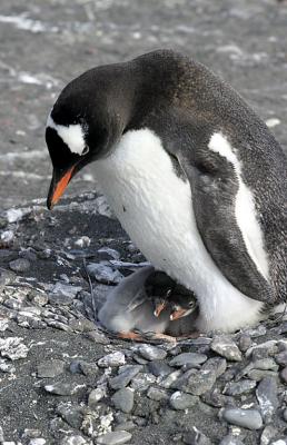 Nesting Gentoo 0913