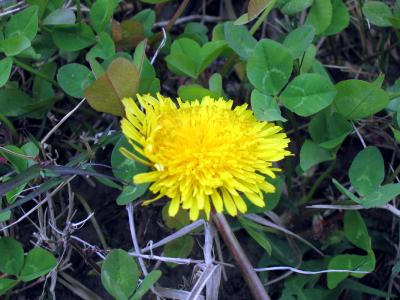 u42/etfitz/medium/40659917.dandelion.jpg