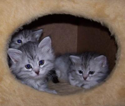 Dosifeij and siblings