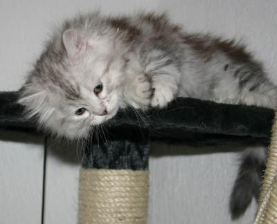 Faina - 8 weeks old