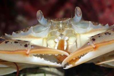 u42/fastuno/medium/33833766.Crab1.jpg