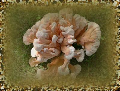 strange_yardfungus.jpg