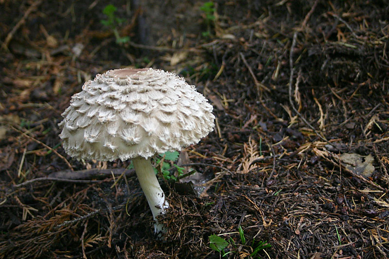 Macrolepiota rachodes