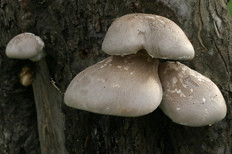 Pleurotus dryinus